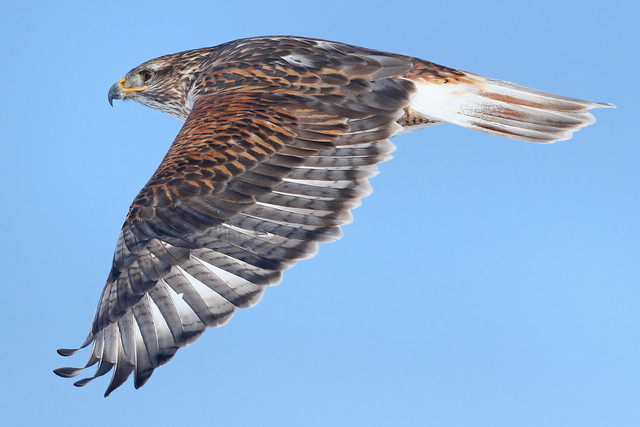 Ferruginous Hawk