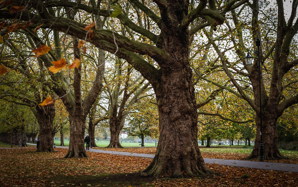 Cambridge In Autumn