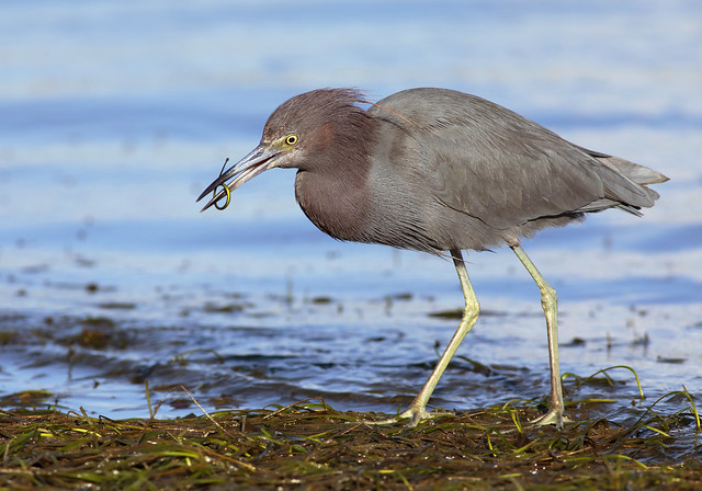 Little Blue Heron with pipefish