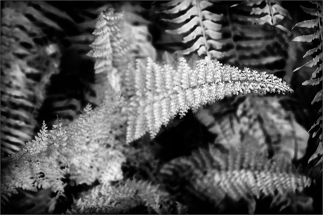 Ferns in Infrared Light