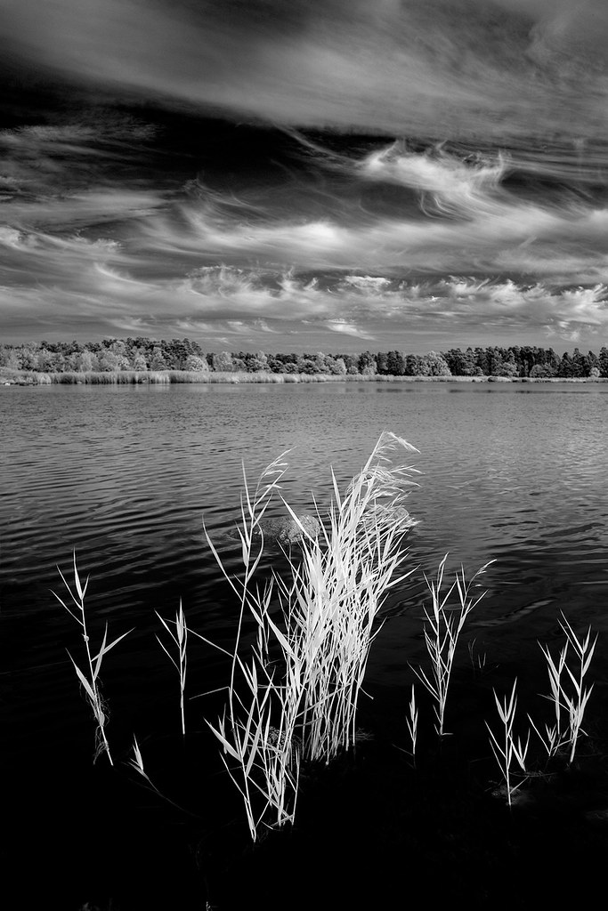 Reeds in infrared