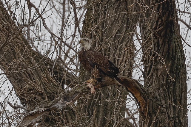 Juvenile bald eagle with lunch2