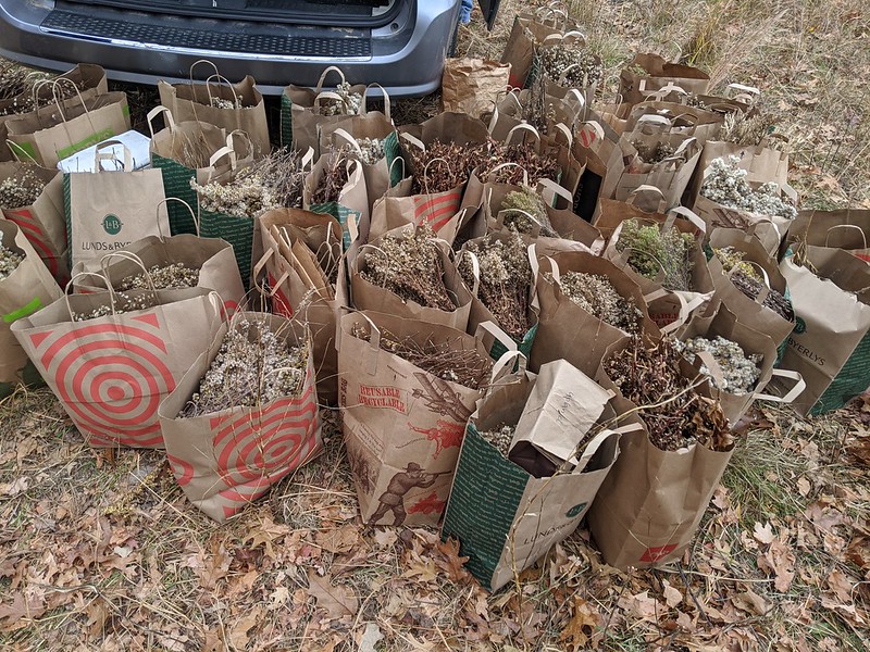 Paper grocery bags full of dried plants on the ground next to a van.