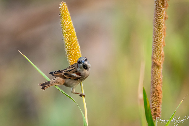 Sparrow Male - I (PB2_3186)