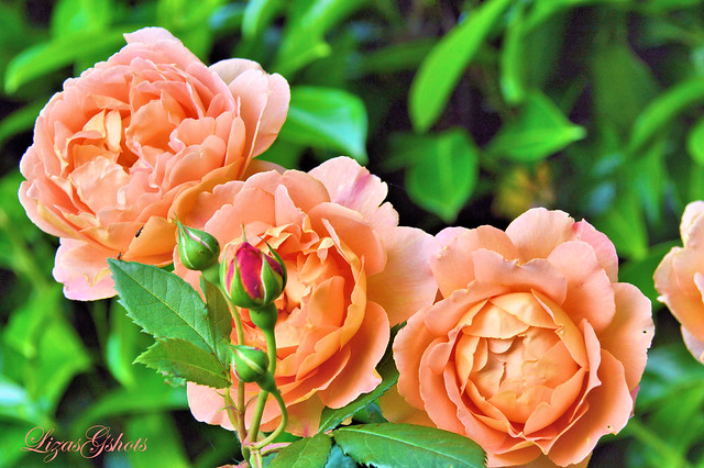 Lady Gardener Rose  (David Austin)