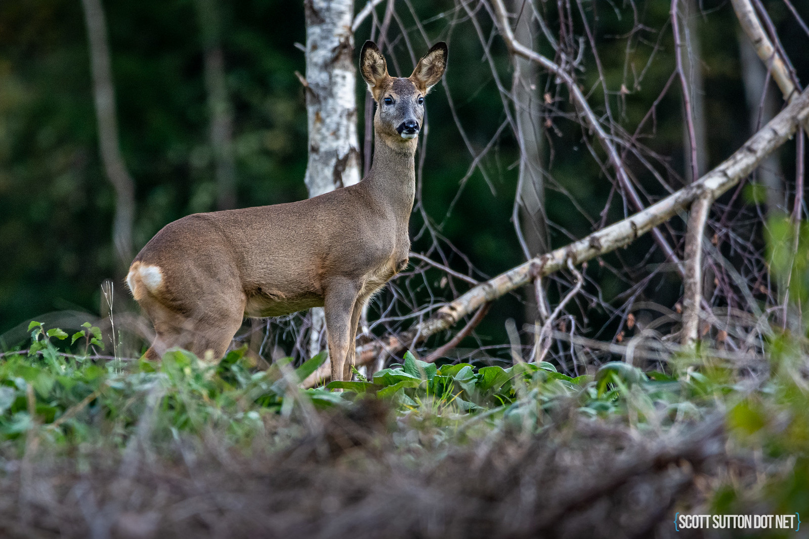 Roe Deer at Wentwood Forest
