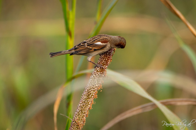 Sparrow Male - II (PB2_3192)