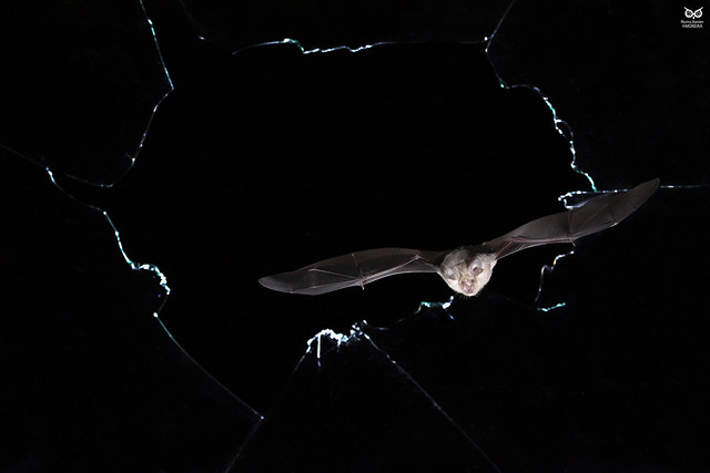Morcego-de-ferradura-grande, Greater horseshoe bat (Rhinolopus ferrumequinum)