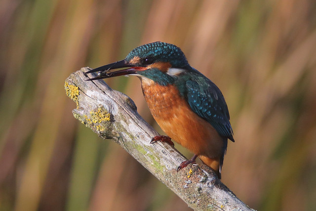 Kingfisher (Alcedo atthis)