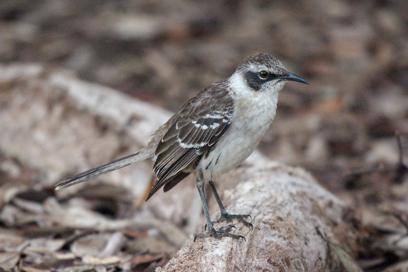 Both the finches and the mockingbirds vary from island to island - these where what formed a significant part of the development of Darwin's theories.