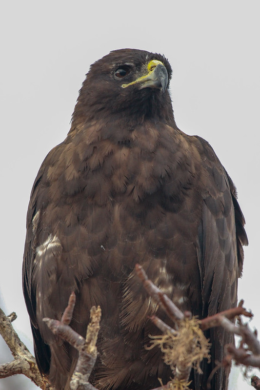 A hawk that allowed us to get ridiculously close - about 2m away.