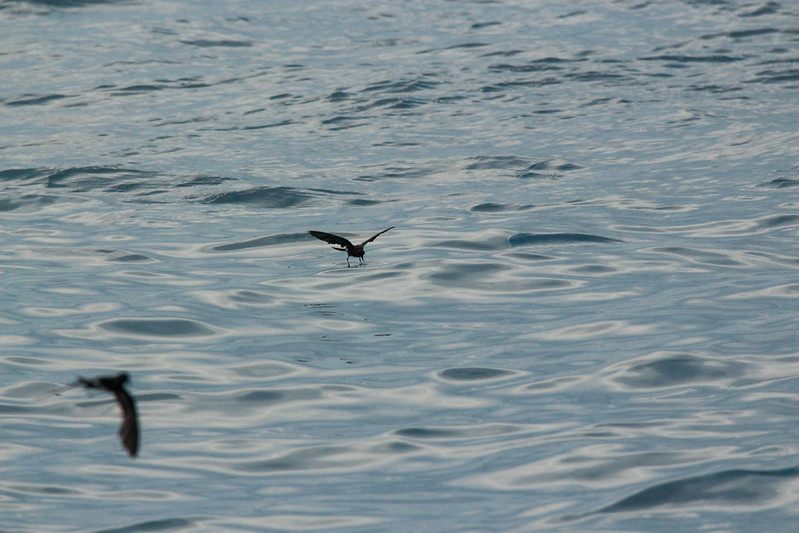 Storm Petrels almost walk on water when they stop and grab something to eat. They tend to hang out behind the boat most of the time