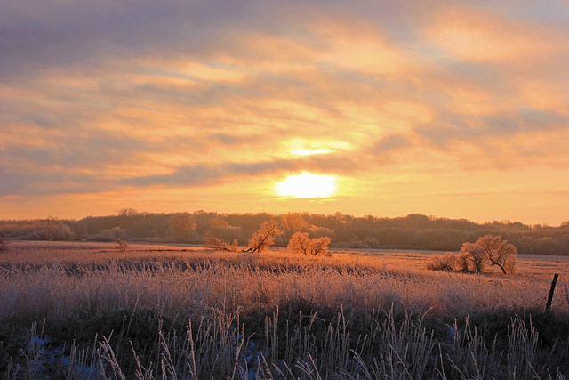 Golden Morning Frost . . .