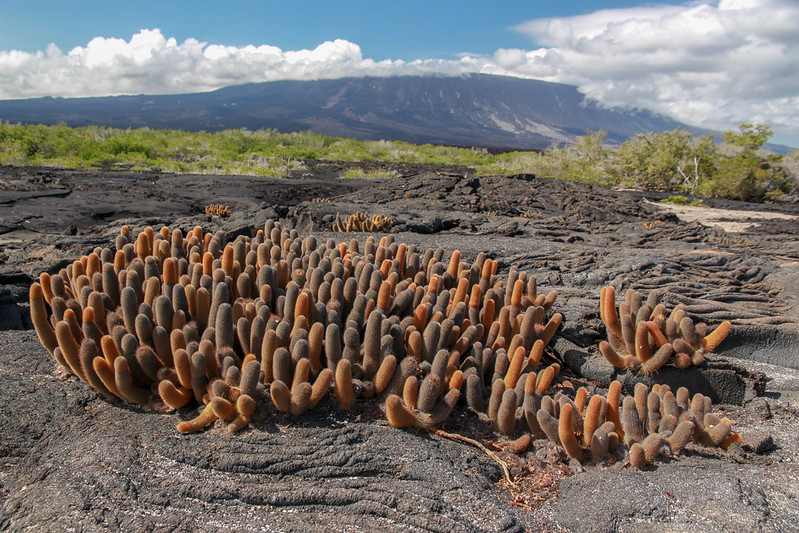 The biggest lava cactus we came across... must be extremely old.