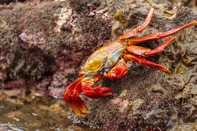 Crab. Again.