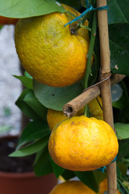 Citrus aurantium foetifera