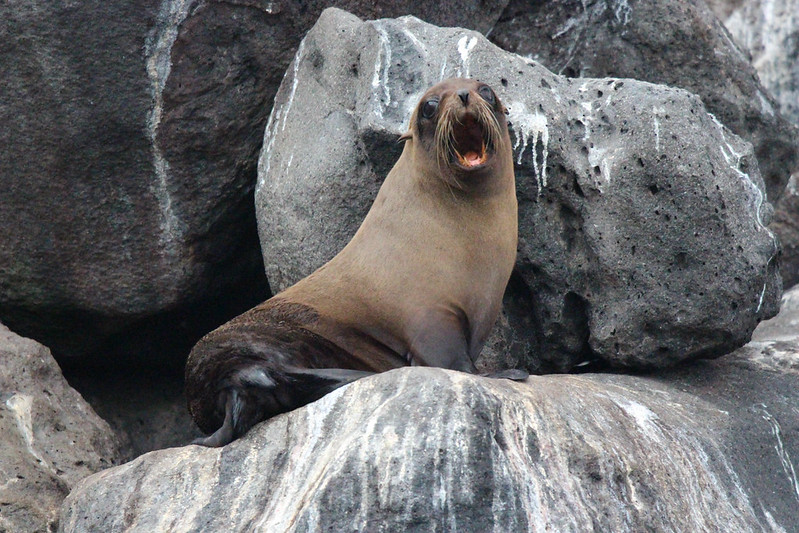 A few sea lions