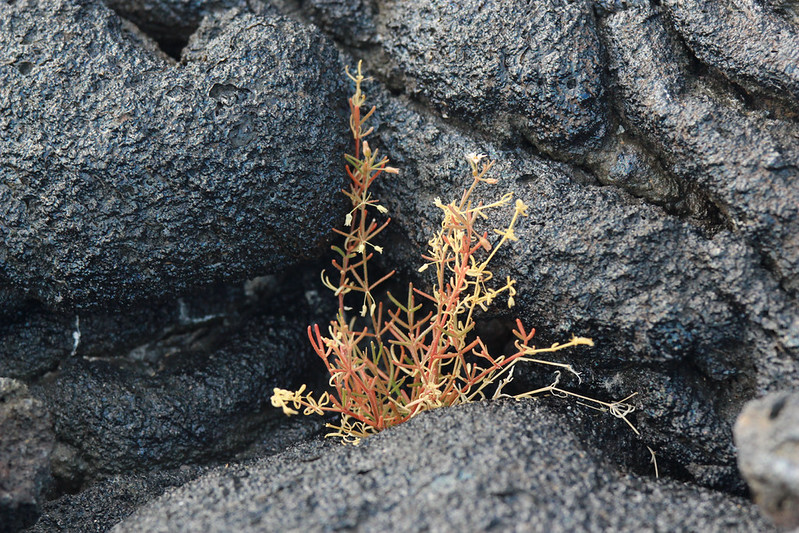 Some vegetation survives, but not much.
