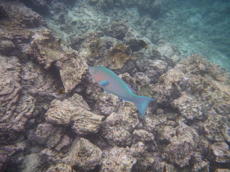 and lots of parrot fish