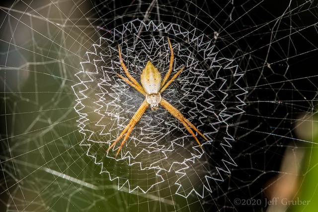 Spider (Argiope sp.)