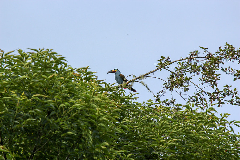 Two toucan.