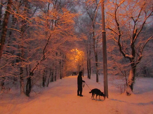 light way path dog animal man people winter hiver season snow neve blue golden january europe russia moscow canon canonpowershotsx430is nature tree branch trunk birchtree walk vue view city ville cityscape landscape scape beautiful verushka4