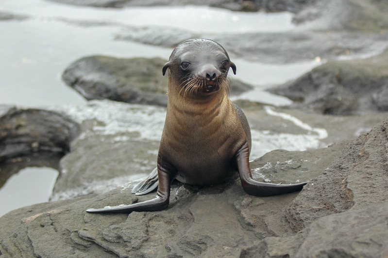 So, the other sealion photos were just to prepare you for the cuteness of this one. Painful!