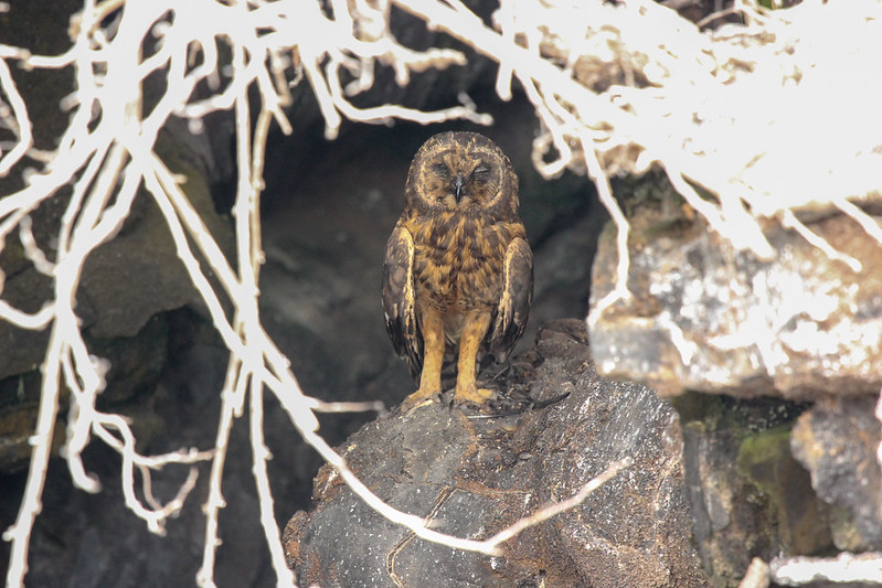 The owl in its pyjamas.