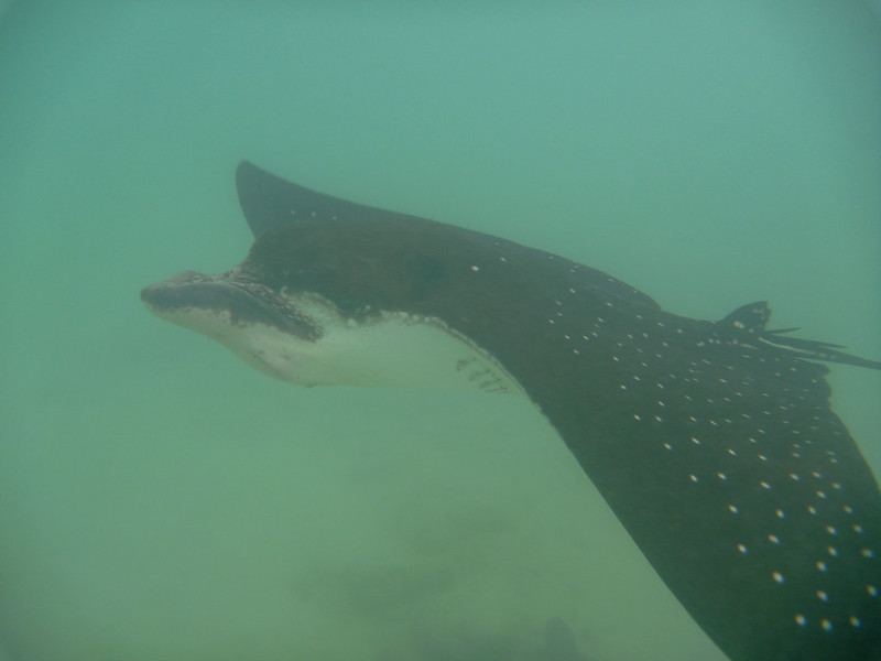 Eagle ray in the shallows. We swam with them for perhaps 10 minutes.