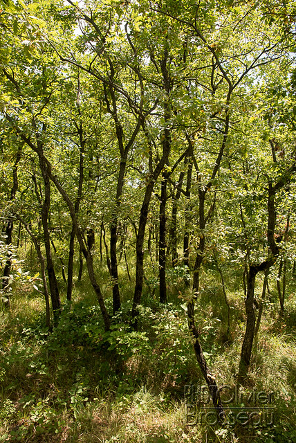 Forêt de  chênes pubescents