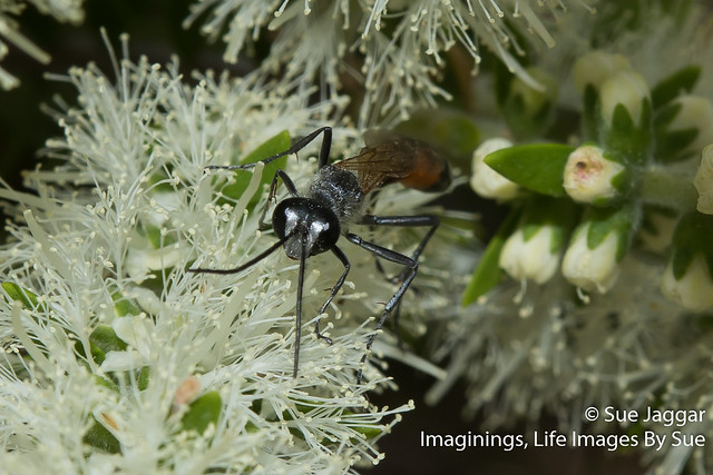 Podalonia tydei ssp suspiciosa_Orange tailed digger wasp NG6_7512.jpg