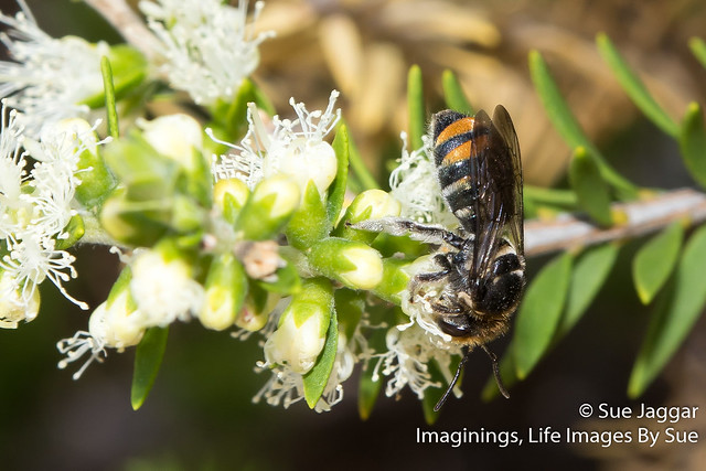 Lipotriches australica (Green and gold Nomia bee) on Melaleuca