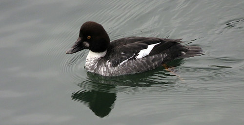 Common Goldeneye duck from the White Rock Pier in White Rock, a seaside village in BC, Canada