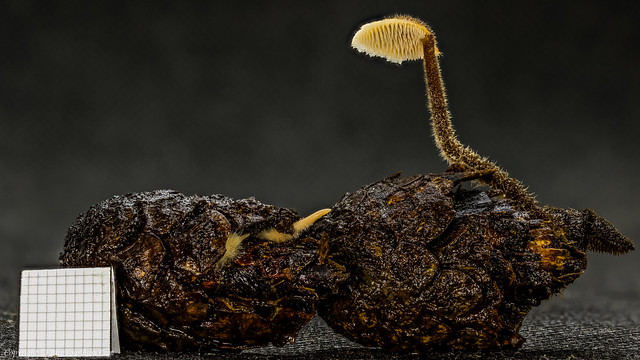 Earpick Fungus (Auriscalpium vulgare)