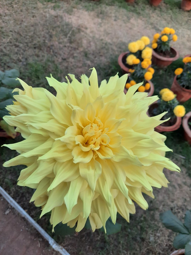 Vidyapith Flowers (48)
