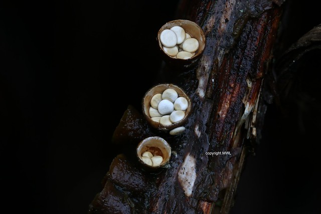 bird's nest fungus filled with peridioles - field focus stack
