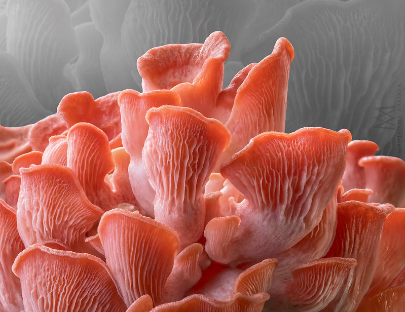 Pink Oyster mushrooms