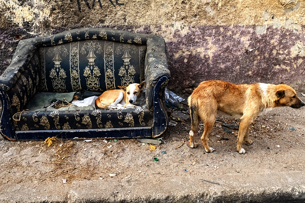 Two dogs, one on couch, on 1-1-21--Cairo
