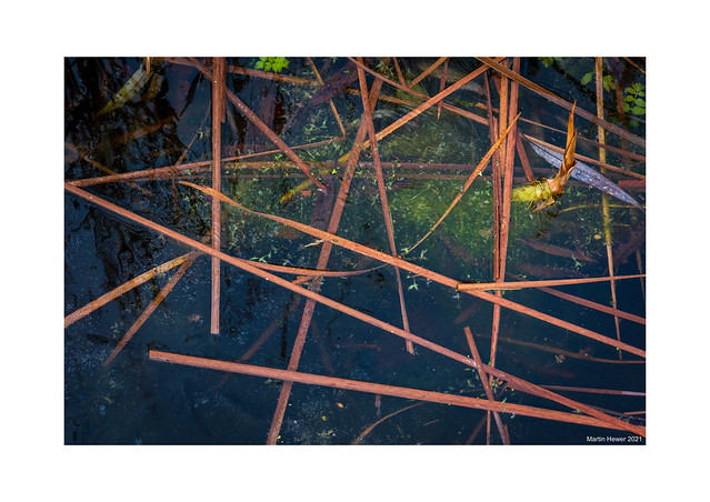 Reeds in ice