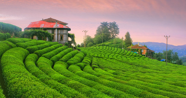Çay Bahçesi (Tea Garden / Field)