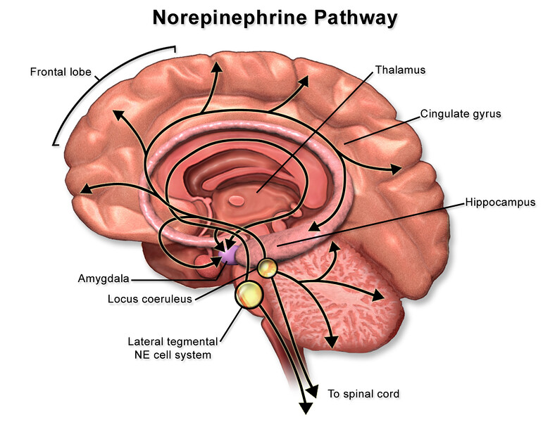 https://commons.wikimedia.org/wiki/File:Norepinephrine_Part_1.png