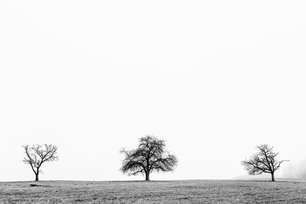 Three trees | www.robertoalcain.com | ralcains | Flickr
