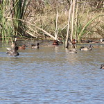 IMG_6888 Cinnamon Teal (3 males near the shore), Blue-winged Teal (some males near the shore), Gadwall (female at right), and Northern Shoveler (male lower right)