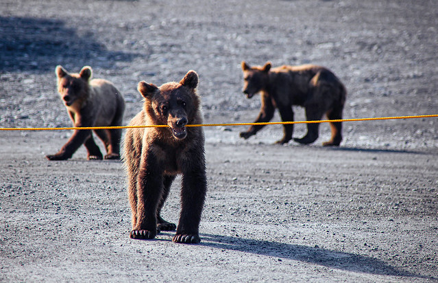 Let's play! (Alaska Bears)