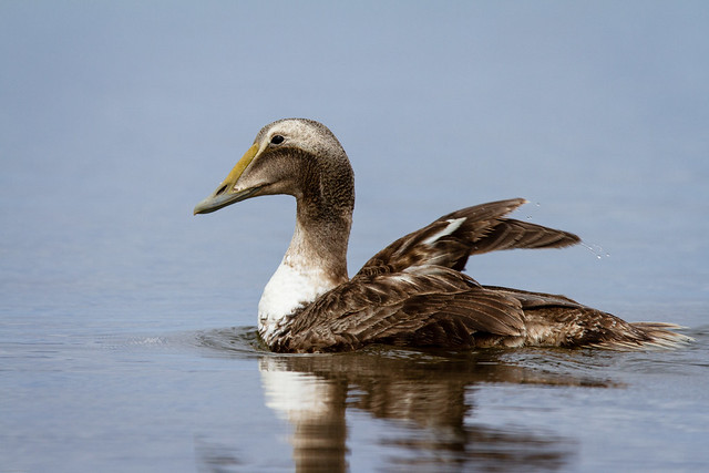 Common Eider Duck swimming in a small pond, near Arviat, Nunavut, Canada