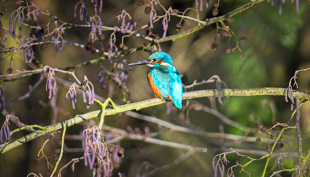 KIngFisher