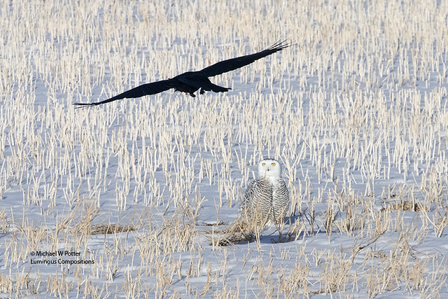 Common Raven buzzing Snowy Owl in stubble