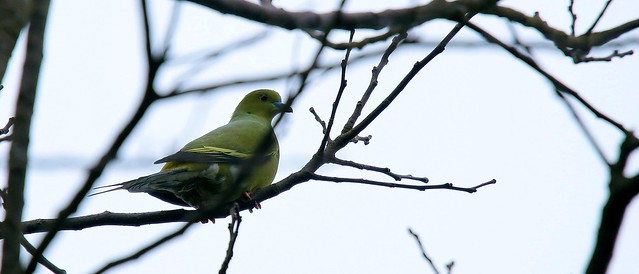 Pin-tailed green pigeon