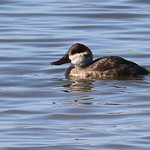 IMG_6871 Ruddy Duck (female)