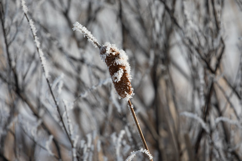 Frost on cattail